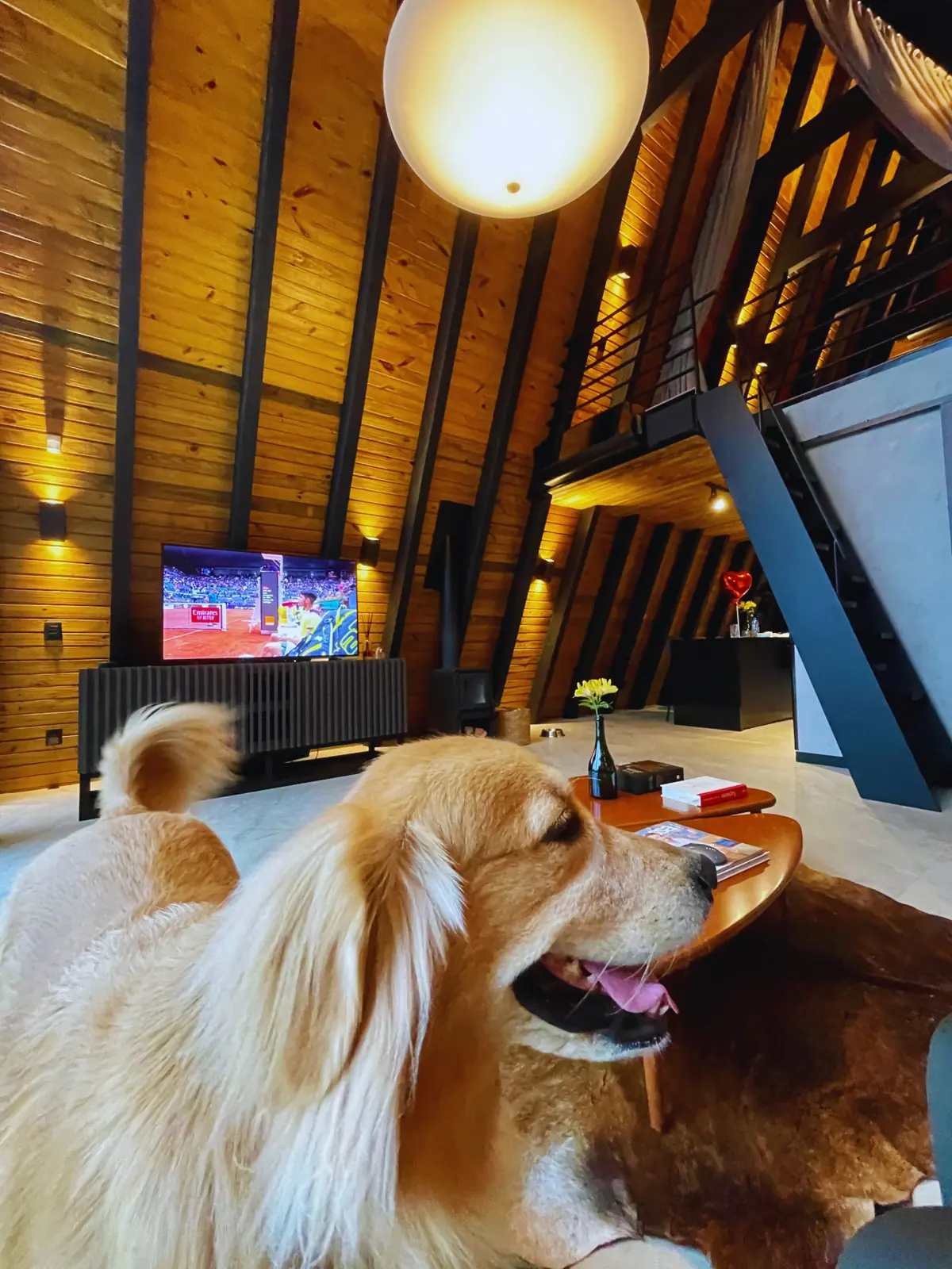Sala com TV, lareira a lenha e escada para o mezanino; golden retriever em primeiro plano